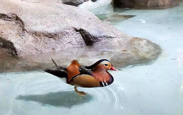 室內(nèi)迷你動(dòng)物園選用票務(wù)系統(tǒng)