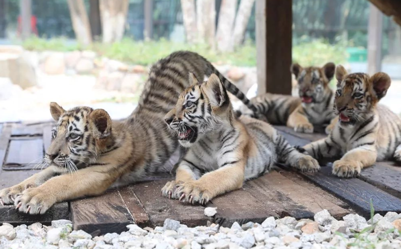 動物園引入智慧票務(wù)系統(tǒng)，游客體驗度飆升